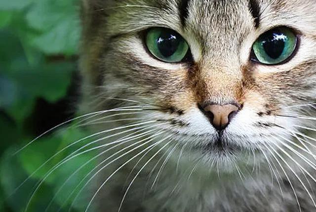 猫咪的胡子处长黑黑的东西,猫咪的胡子很长