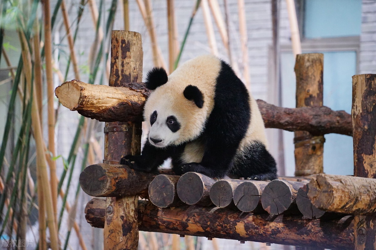 旅日熊猫都要送回来吗,旅日大熊猫过得怎么样