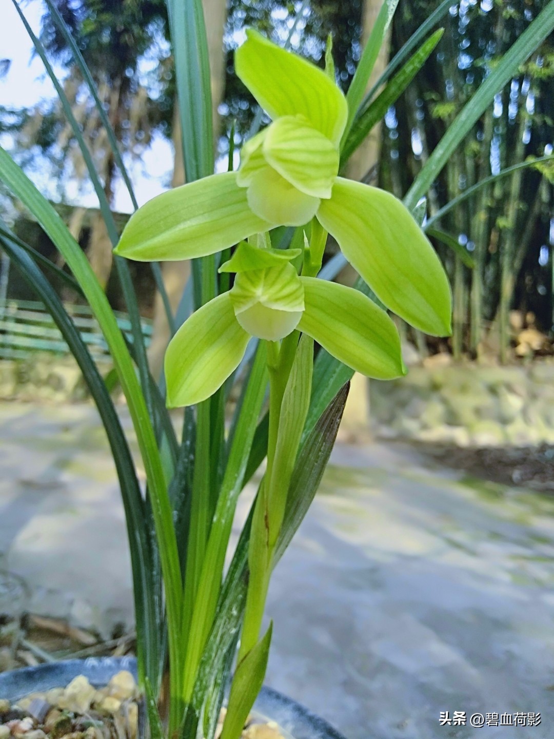 一棵蕙兰值多少钱,一棵蕙兰卖800万图片