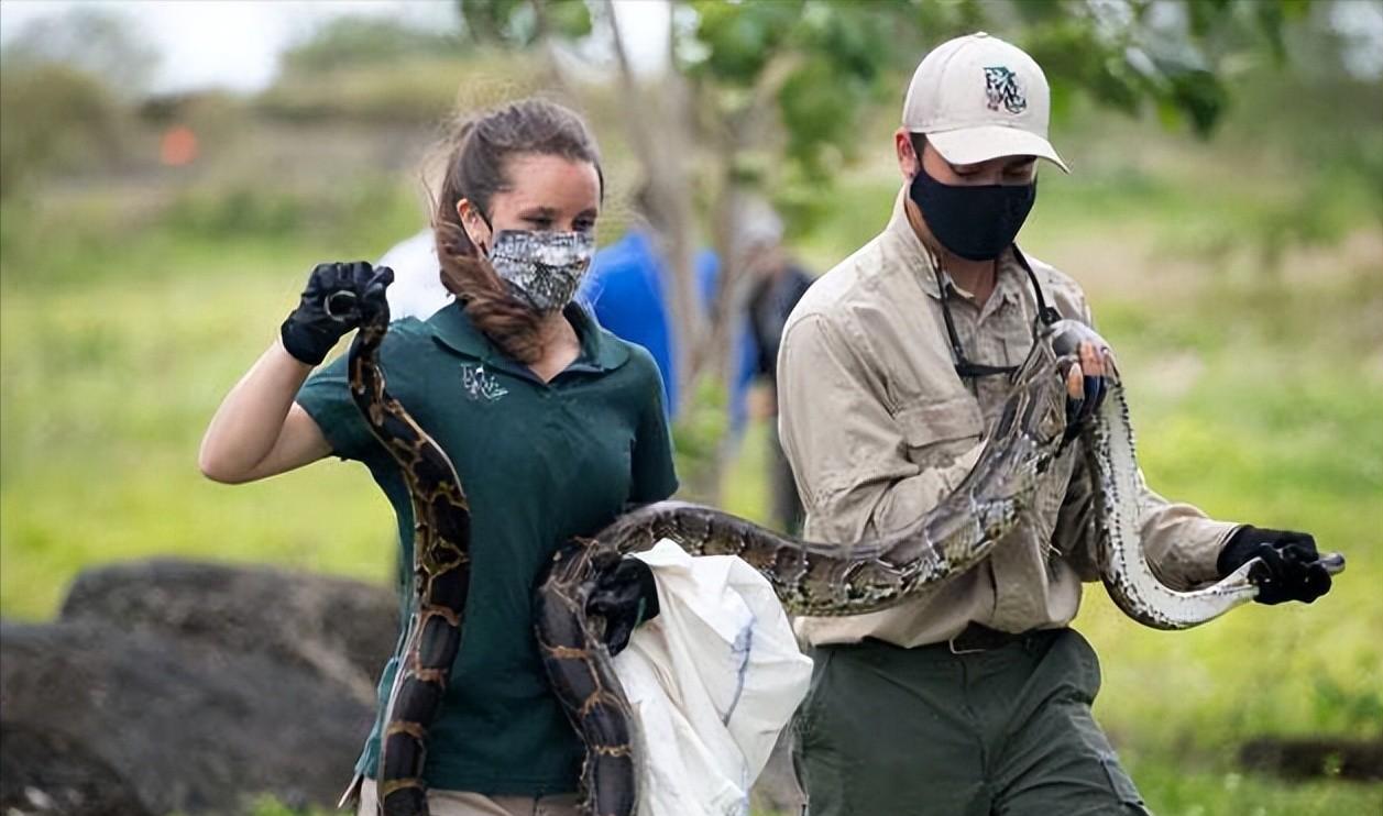 美洲豹捕杀鳄鱼为什么咬背部脖子,美洲豹捕杀鳄鱼压住鳄鱼