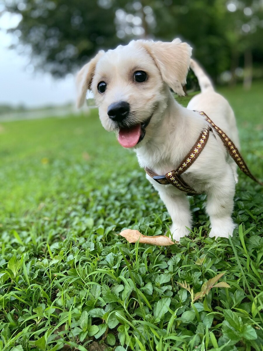 狗狗换牙时怎么治疗,狗狗在换牙期间不吃狗粮怎么办