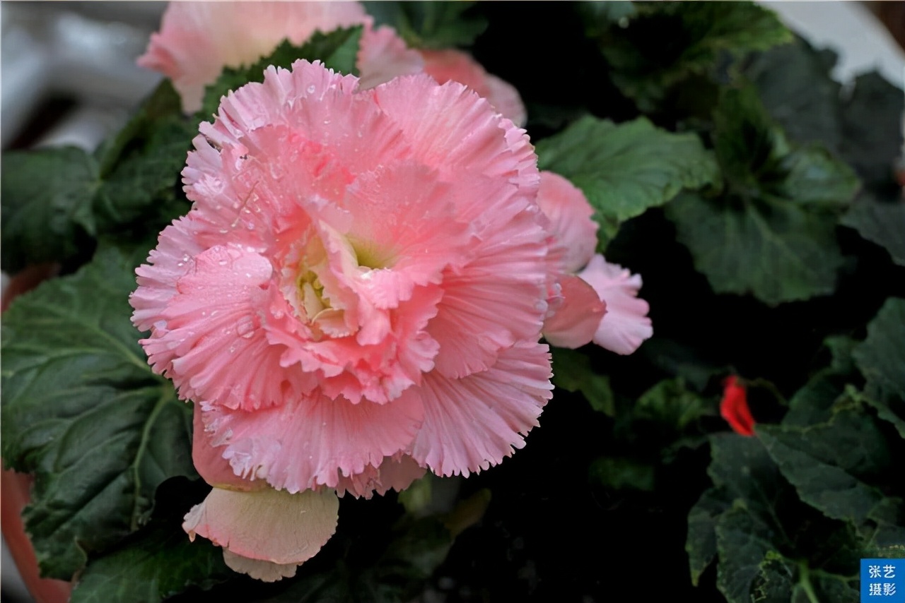 广州百万葵园葵花的花期,广州百万葵园五月份有什么花看