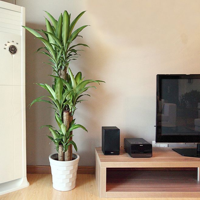 家居必备的几款高颜值中大型绿植,40款超治愈的家居绿植