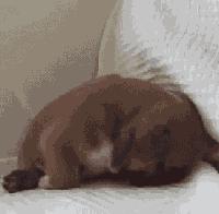 狗狗总是睡不踏实是怎么回事,狗狗总是很困怎么回事