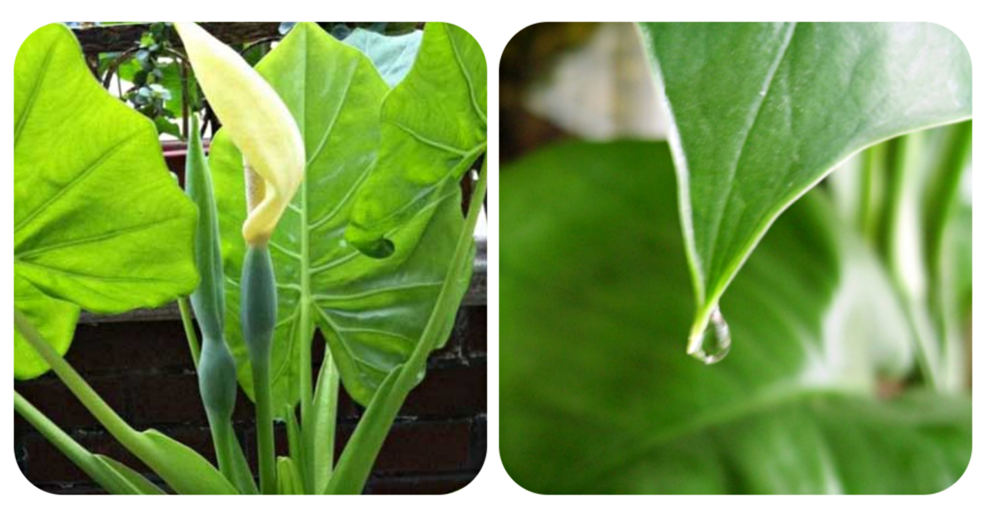 常见有毒花千万别碰,世上有毒的花和植物