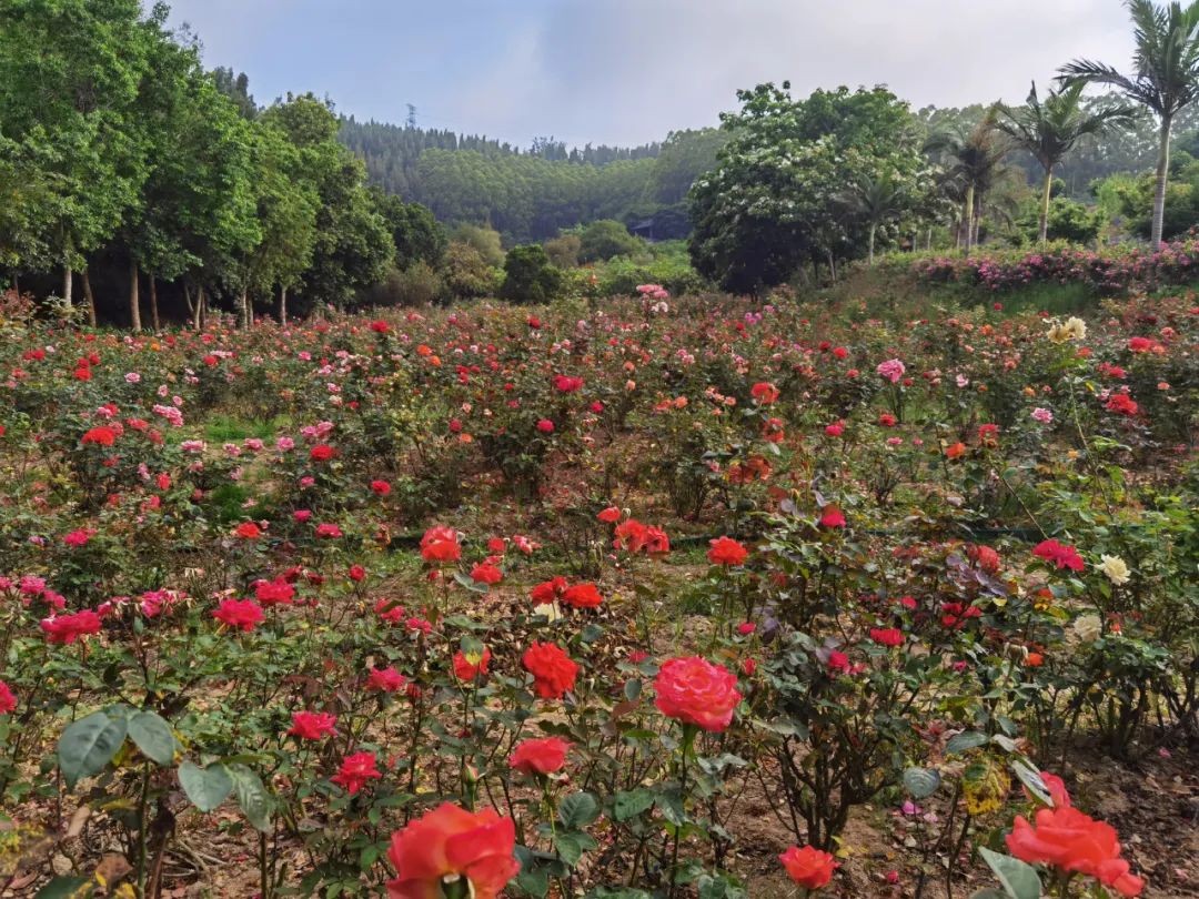 五一适合去哪旅游东山岛,东山岛旅游攻略一天游玩