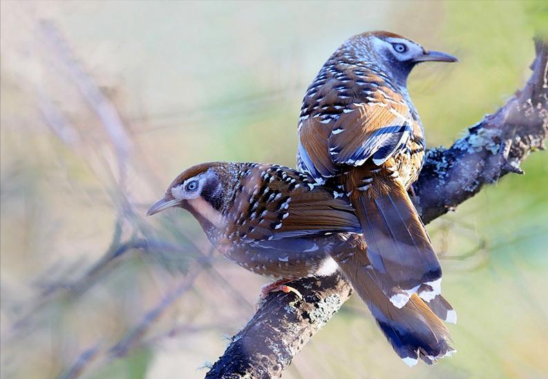 所有鸟图片大全大图,50张最佳鸟类摄影作品