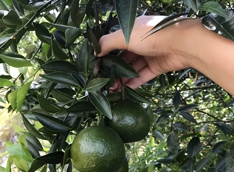 中药青皮,每日一味中药陈皮