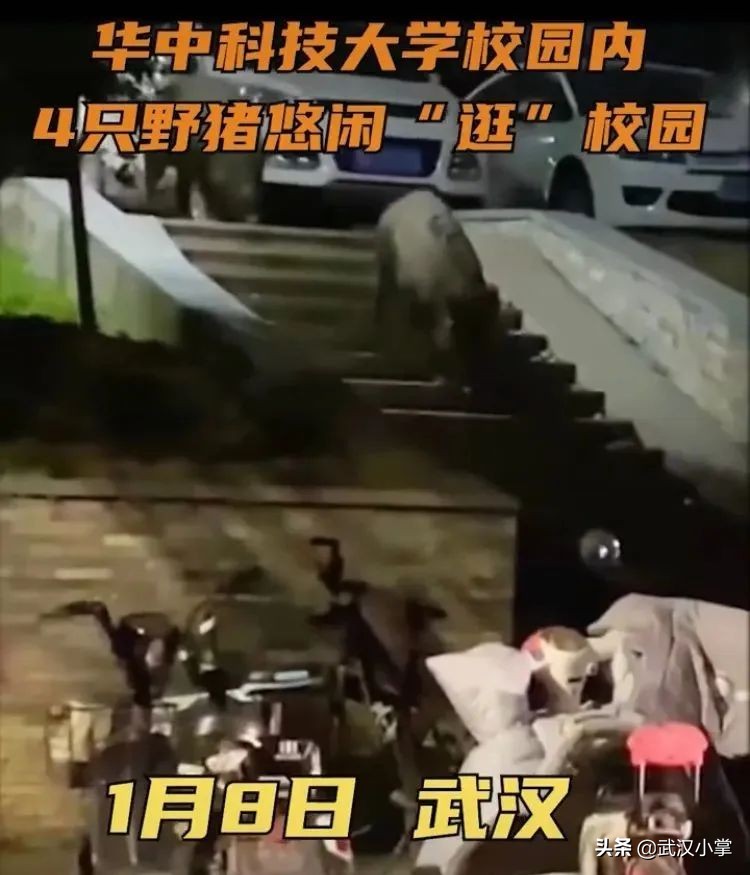 武汉必做的十件事,2017在武汉一定不可错过的10件事