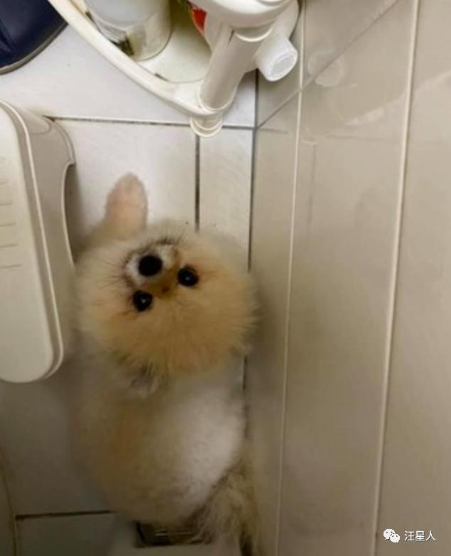 妹子半夜上厕所，家里的狗子非要跟着，结果……被它萌翻了