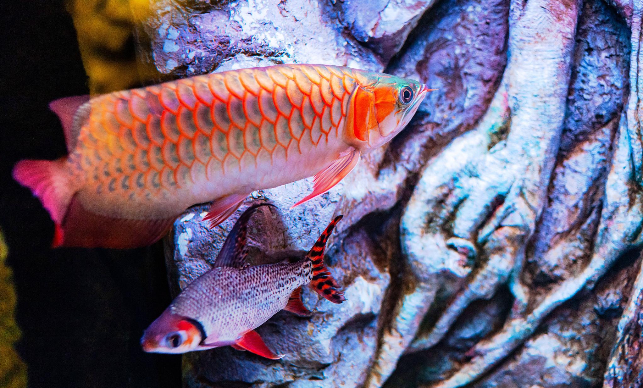 怎么防止龙鱼掉眼,如何预防龙鱼凸眼