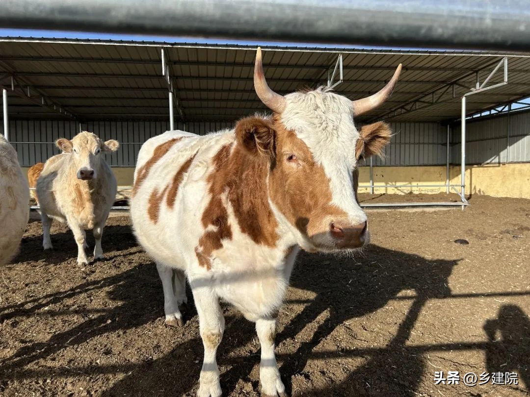 那些走合作化道路的村庄们——乡建院内蒙项目回访记录