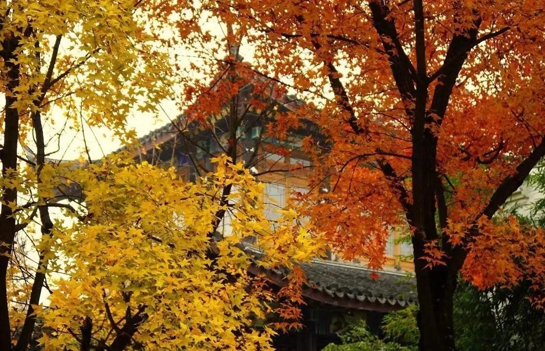 北京必去的30个赏秋地点,赏秋京城内外高颜值秋景大盘点