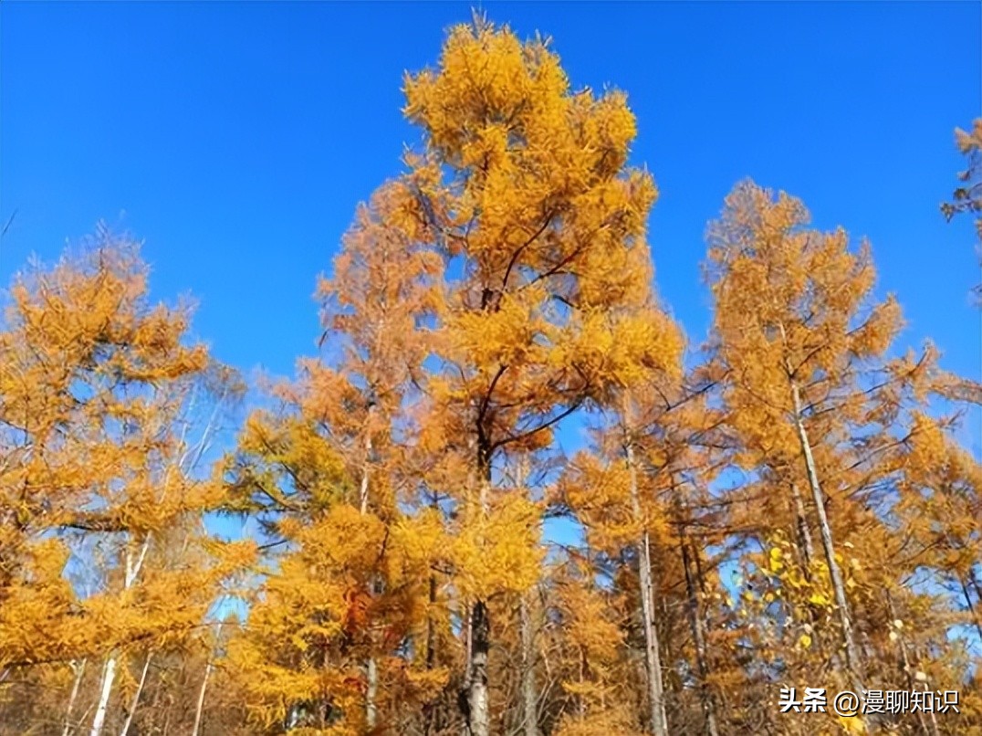 落叶松根部含二氢槲皮素功效,落叶松对人体有什么好处