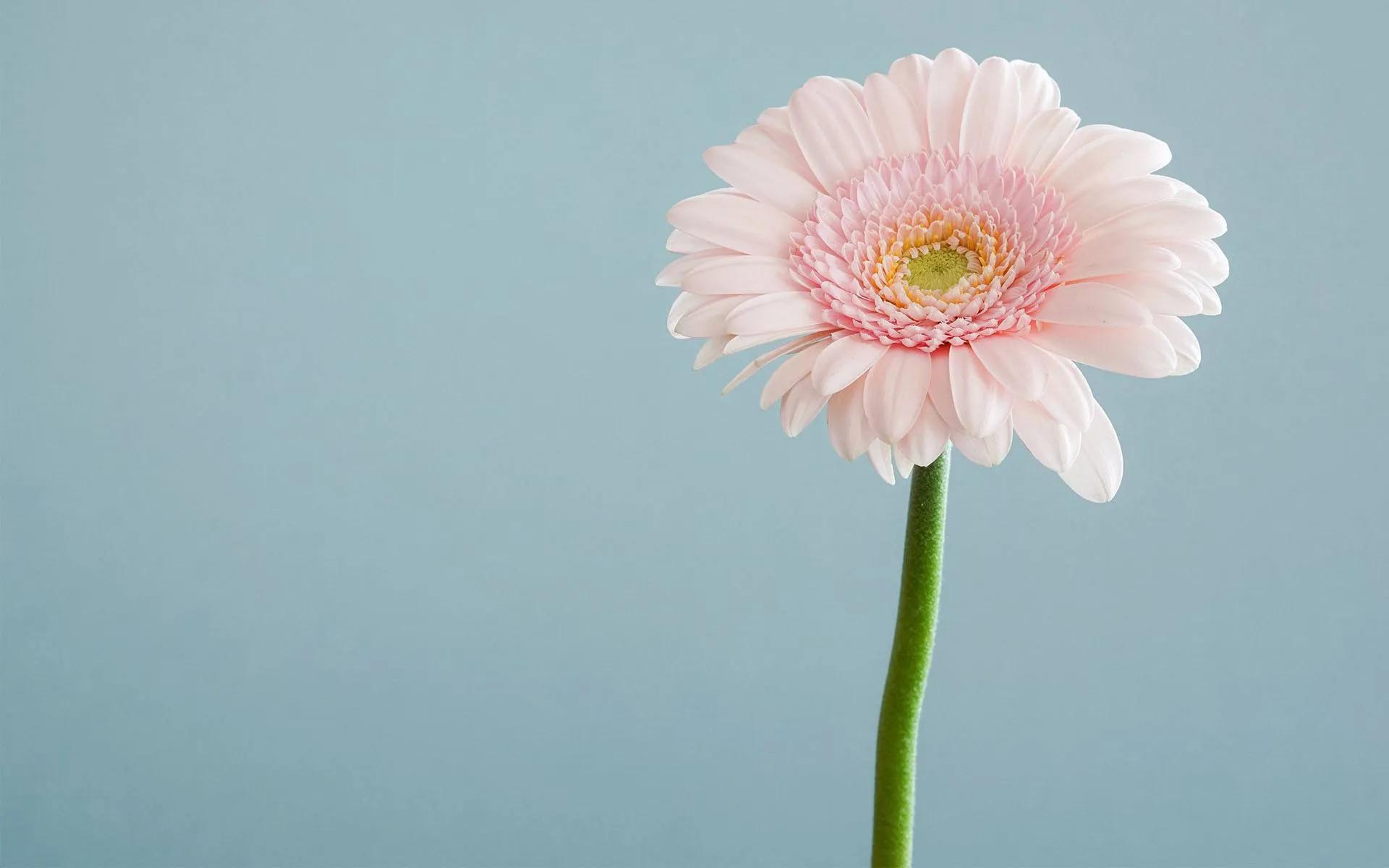 如何拥抱一个刺猬,如何拥抱受伤的刺猬