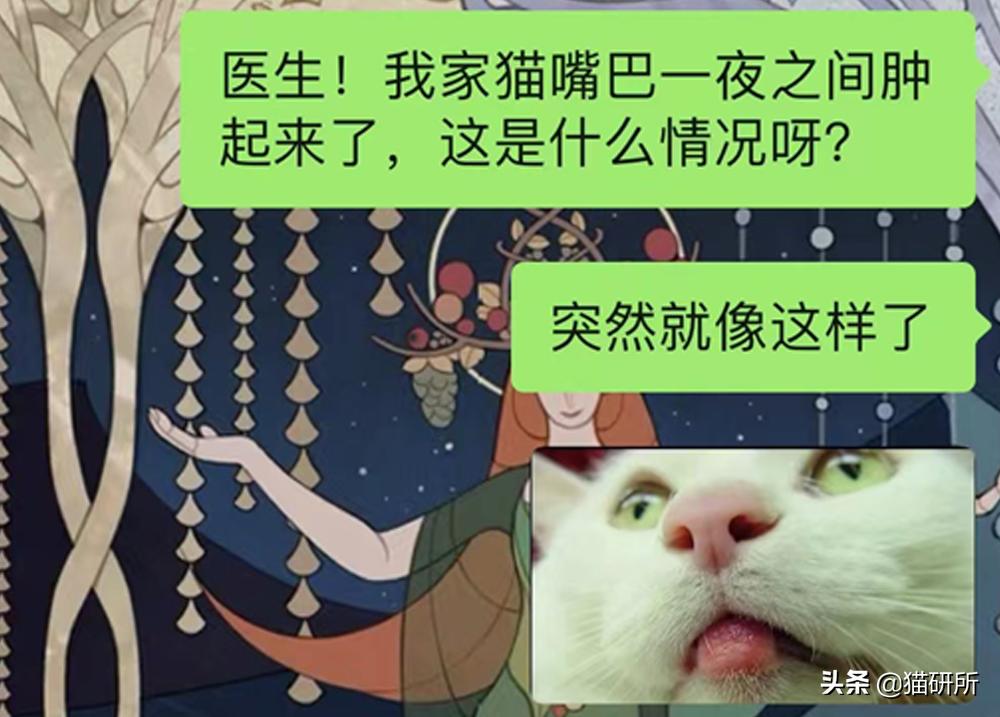 猫咪嘴巴突然肿了怎么办？真不是上火
