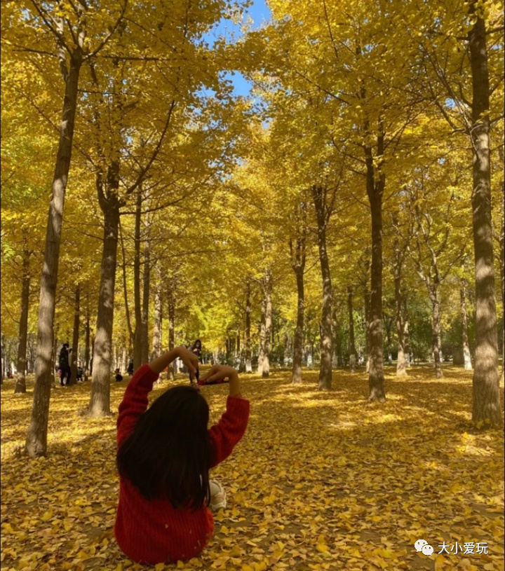 北京赏秋打卡地银杏大道,北京10条最值得打卡赏红叶线路