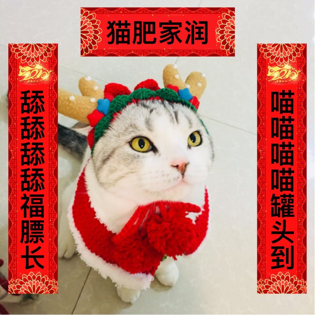 什么样的猫最好养又吉祥,什么猫好养比较聪明旺财
