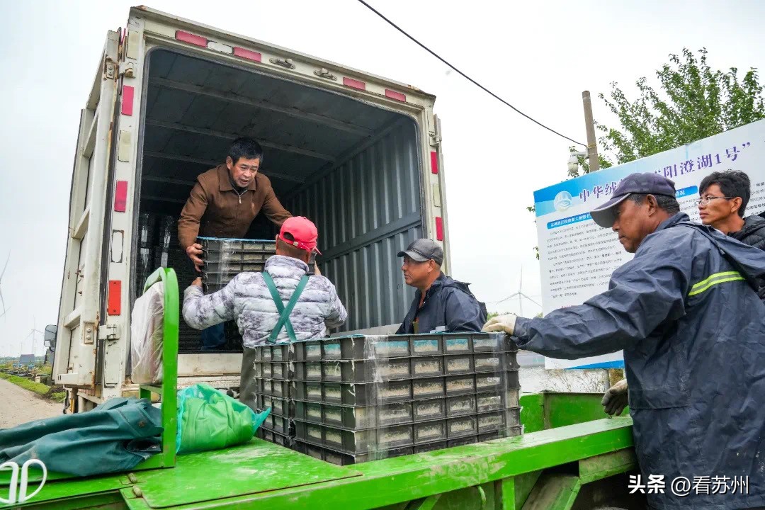 阳澄湖蟹苗新消息,阳澄湖蟹今天最新消息