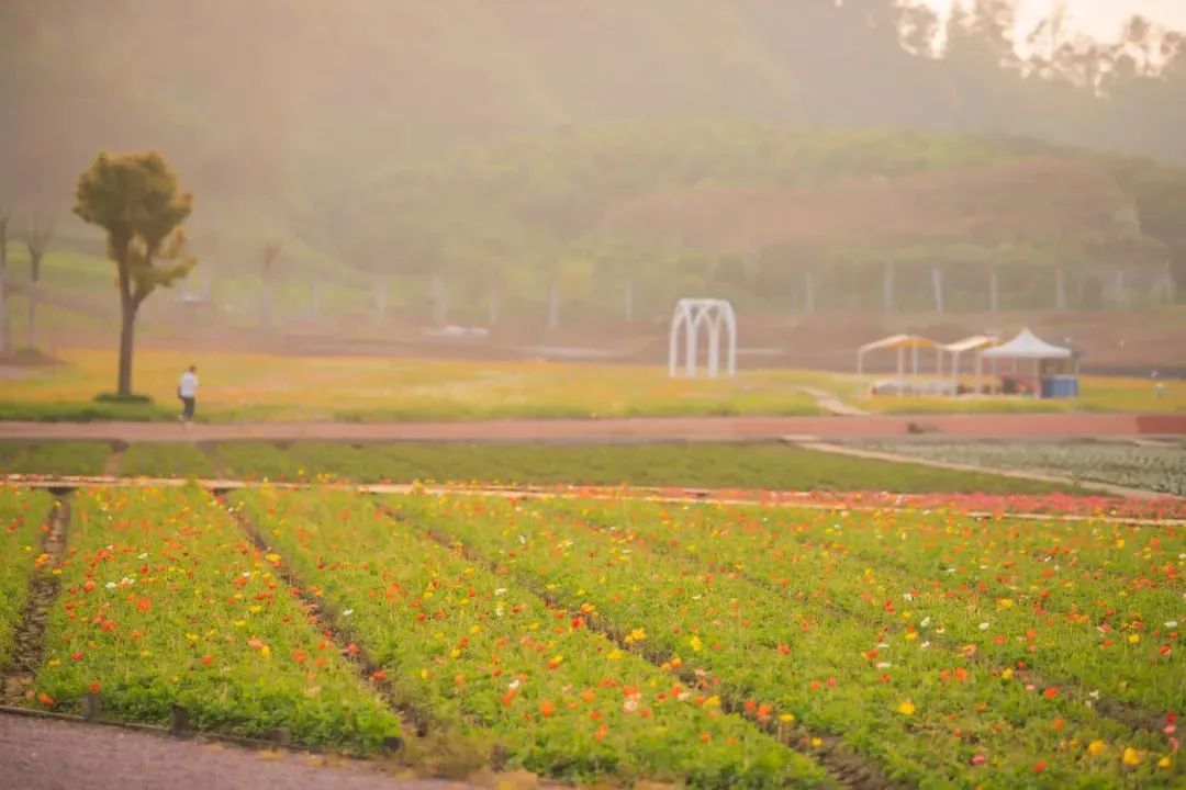 花田小镇爱丽丝,8000亩花田小镇