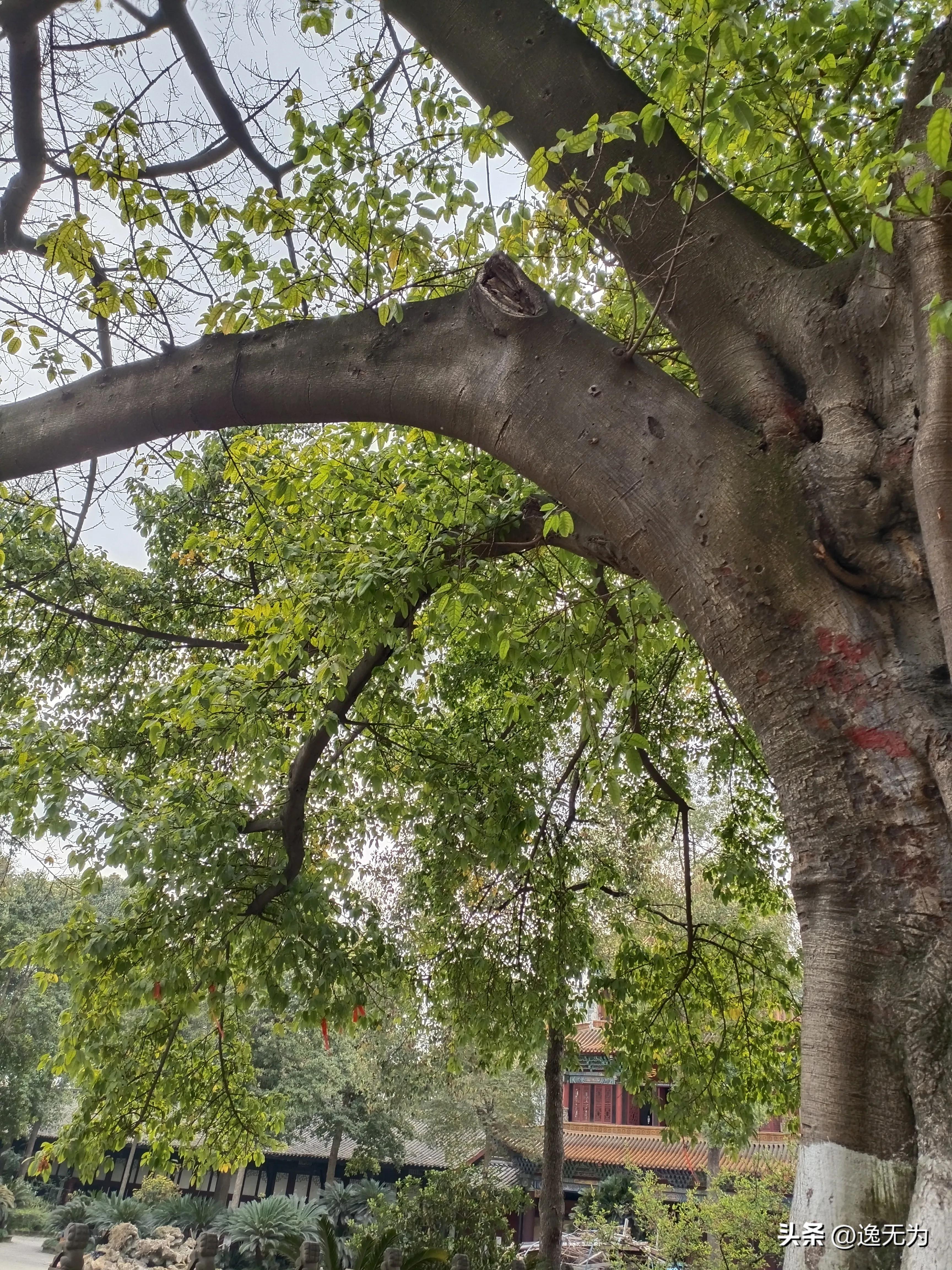 成都一眼穿越千年古寺,成都最好的千年寺