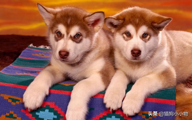 狗没有亲子观念吗,狗没有生殖器官吗