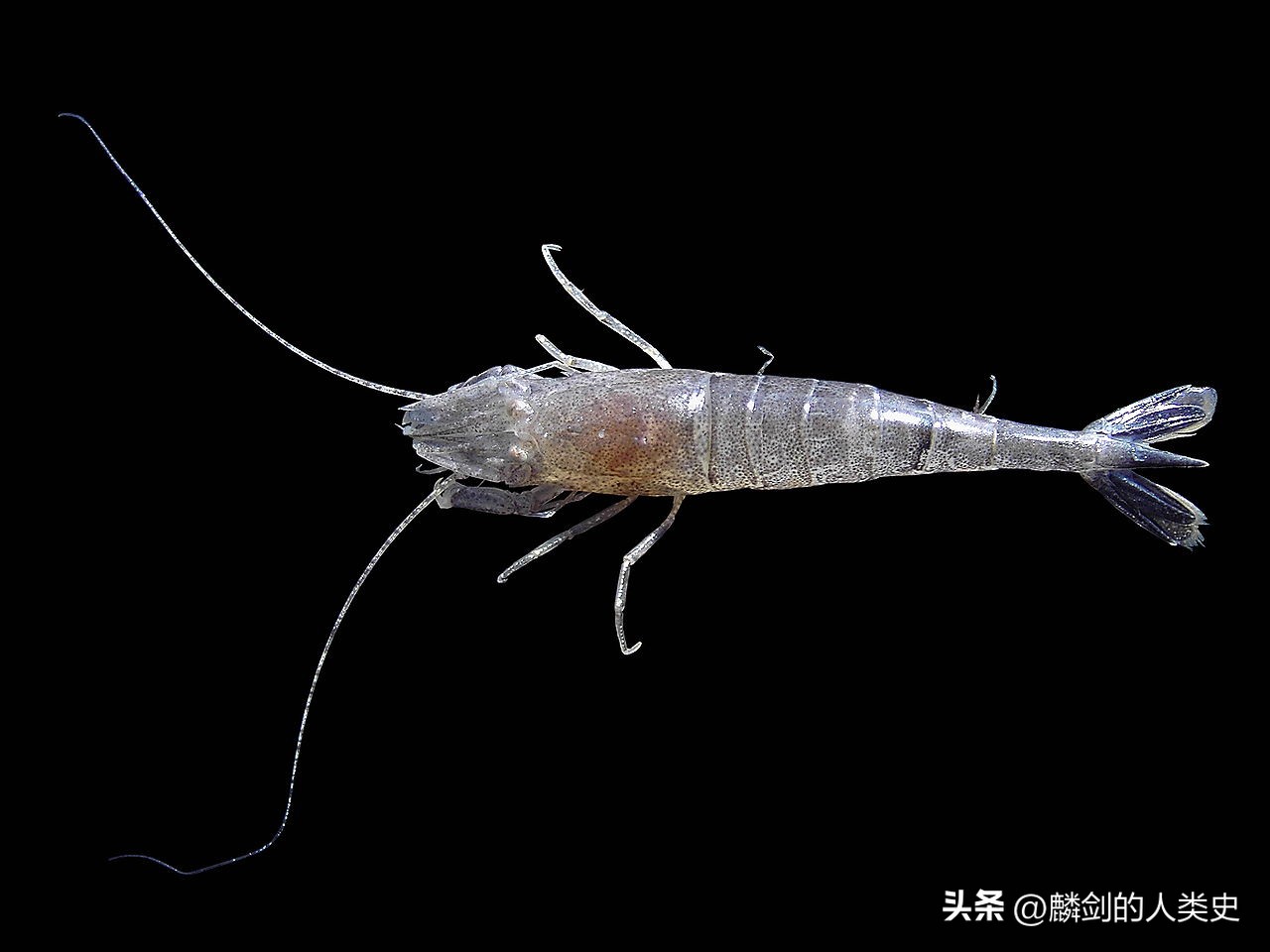 动物界所有虾的种类,哪些虾属于腹胚亚目