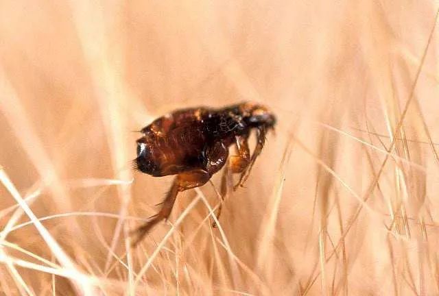 怎么断定猫咪身上有没有跳蚤,怎样判断猫咪身上有跳蚤