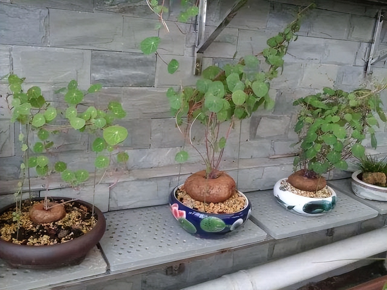 家里光照不足建议养这10种耐阴花,卧室什么耐阴没有阳光的花好养