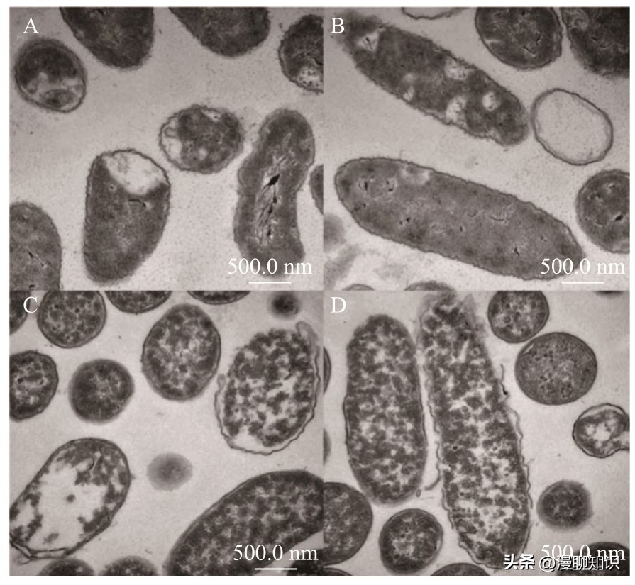 抑制幽门螺旋杆菌的乳酸菌,抑制幽门螺杆菌的乳酸菌