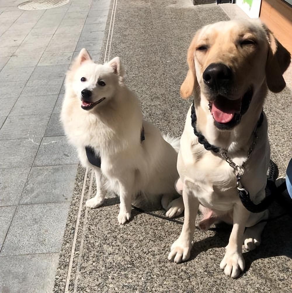 现在的狗狗有多幸福,盘点那些幸福的狗狗