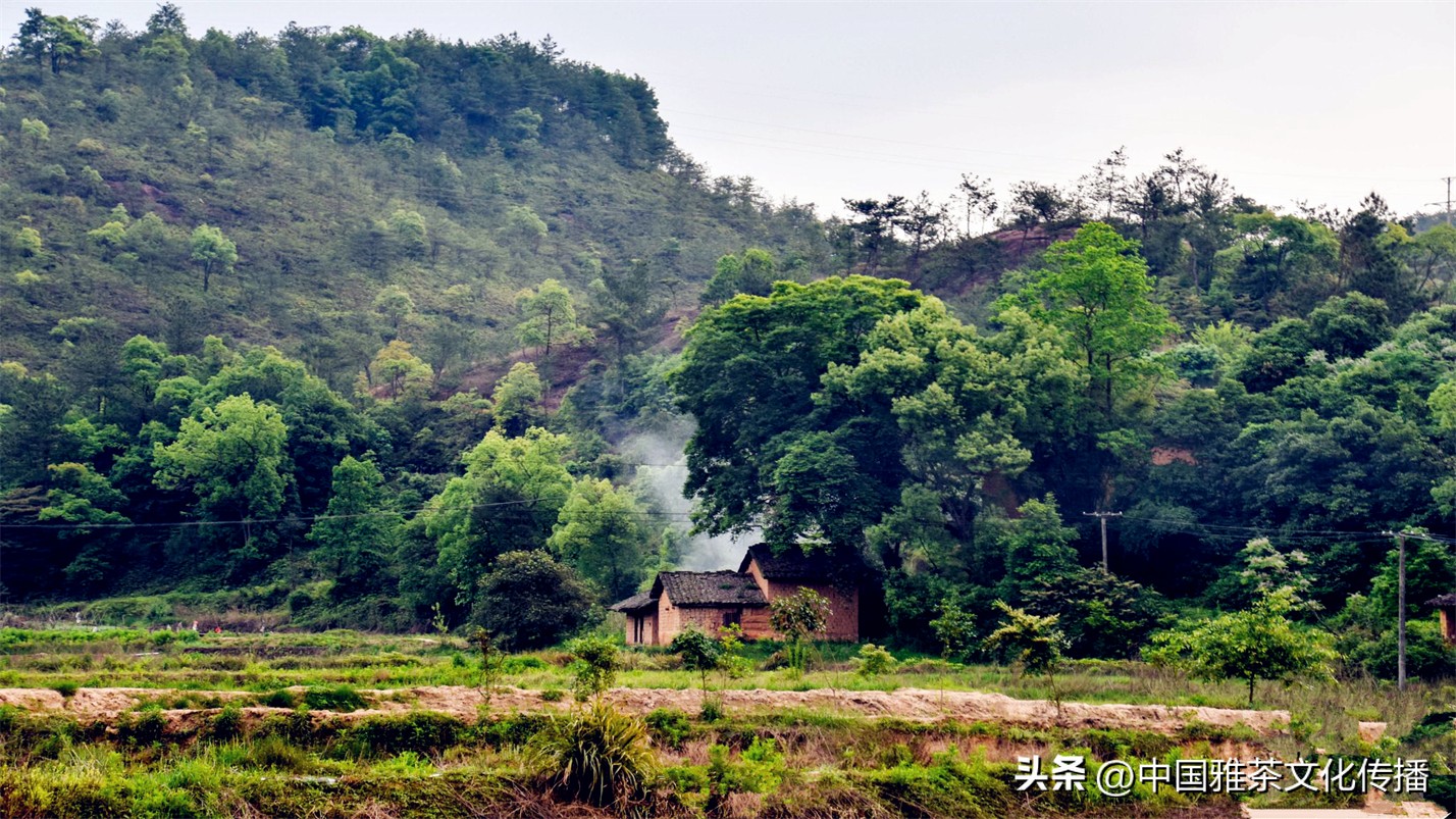 几缕茶香,一壶清茶几缕阳光几分优雅