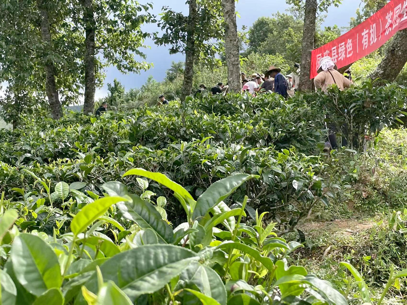 凤庆滇红自然条件,凤庆滇红茶叶之乡简介