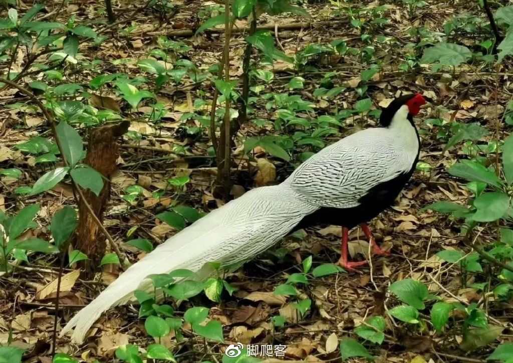 封开黑石顶自然保护区今日关注,广东封开黑石顶省级自然保护区