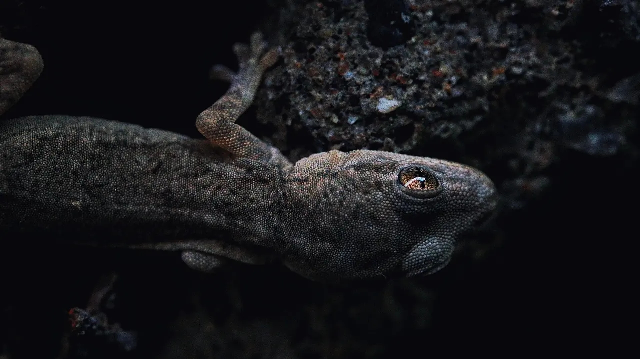 动物内脏的秘密有哪些作用,动物身体部位的秘密