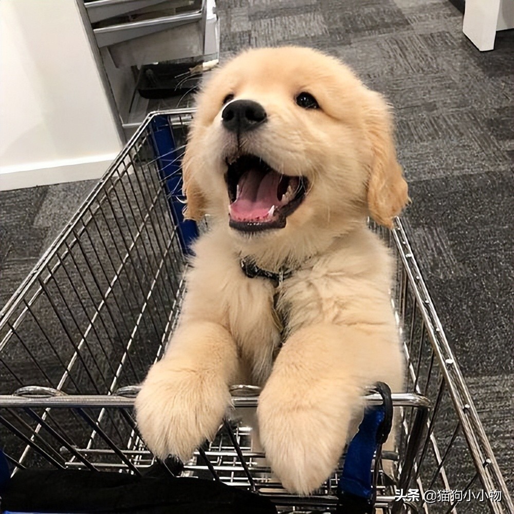 十二星座最适合养猫还是狗,十二星座不适合养的狗狗