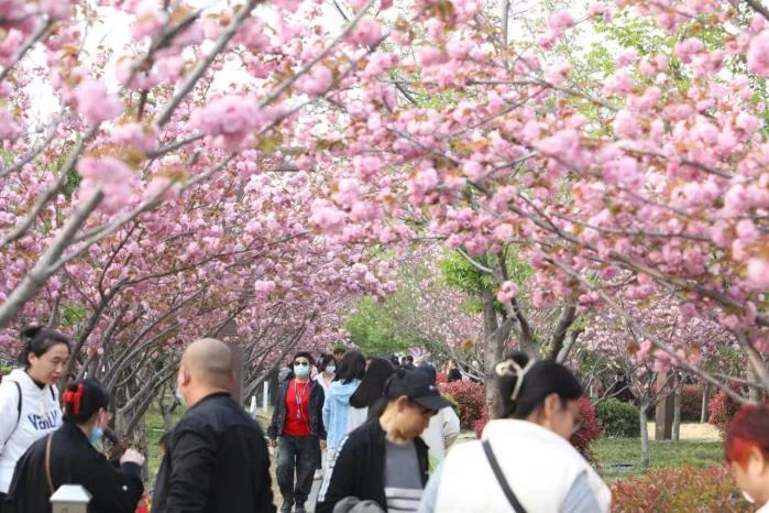 鹤壁市第七届樱花节开幕式,中国鹤壁樱花文化节