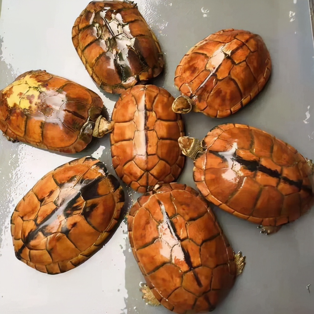 石金钱龟以前为什么辉煌,石金钱龟为什么崩盘