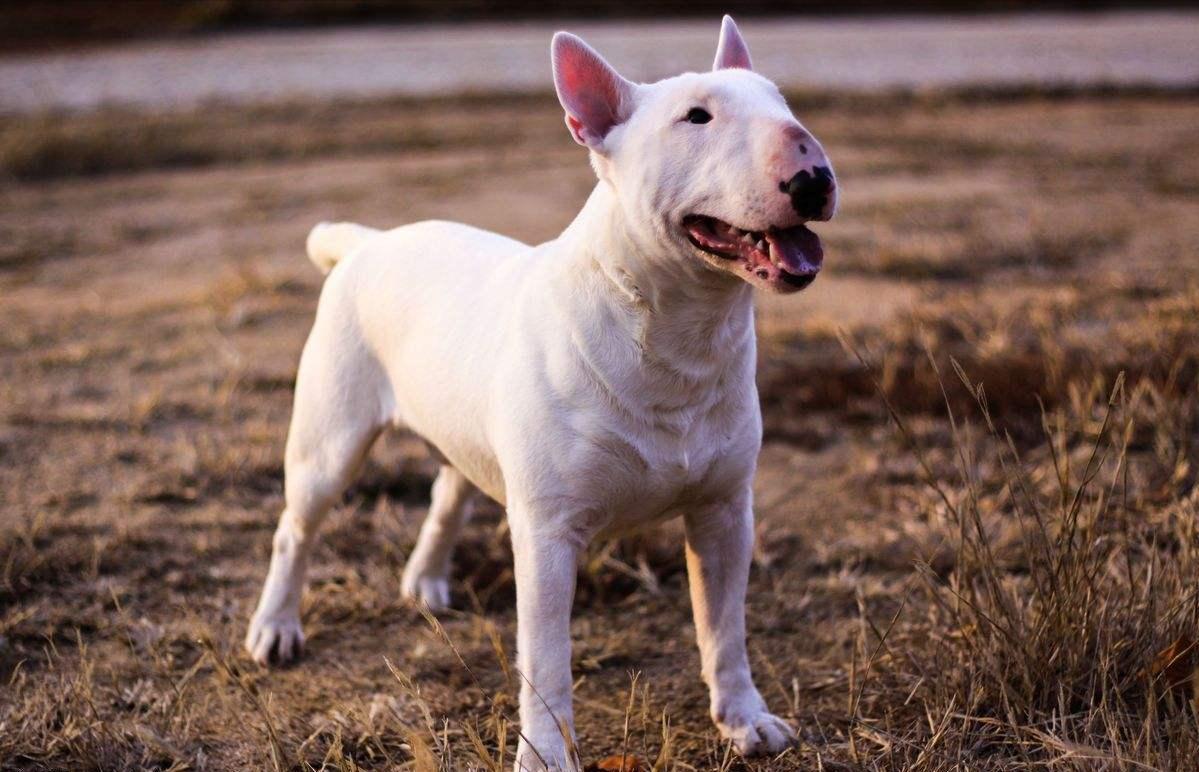 上狗区域禁养犬名单,哪些狗不在禁养犬名单