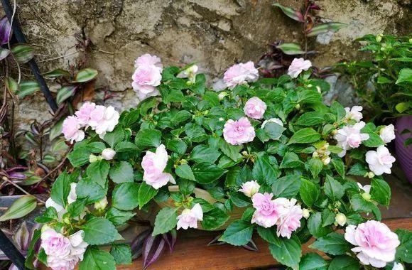 每日一根花卉植物,每日一植