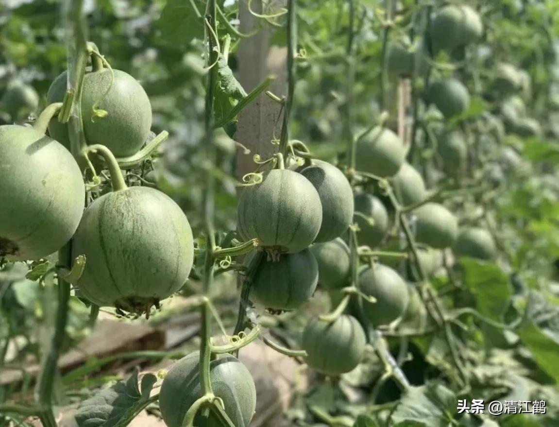 有什么好吃的甜瓜品种适合种植,适合南方种植的黄色厚皮甜瓜品种