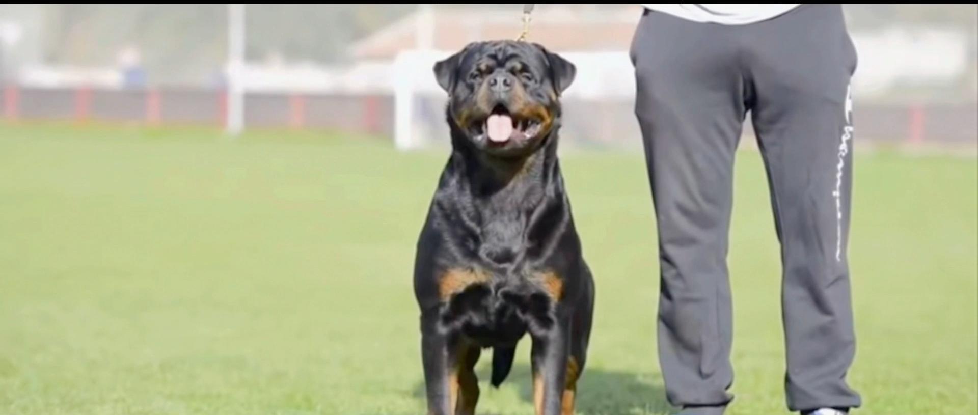 藏獒:中国的郁金香泡沫