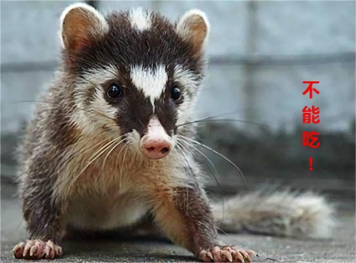 养鳄鱼差点被咬到,养殖鳄鱼长大了会咬主人吗