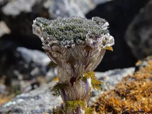 美得令人惊艳的花,世上最美的十种花样子