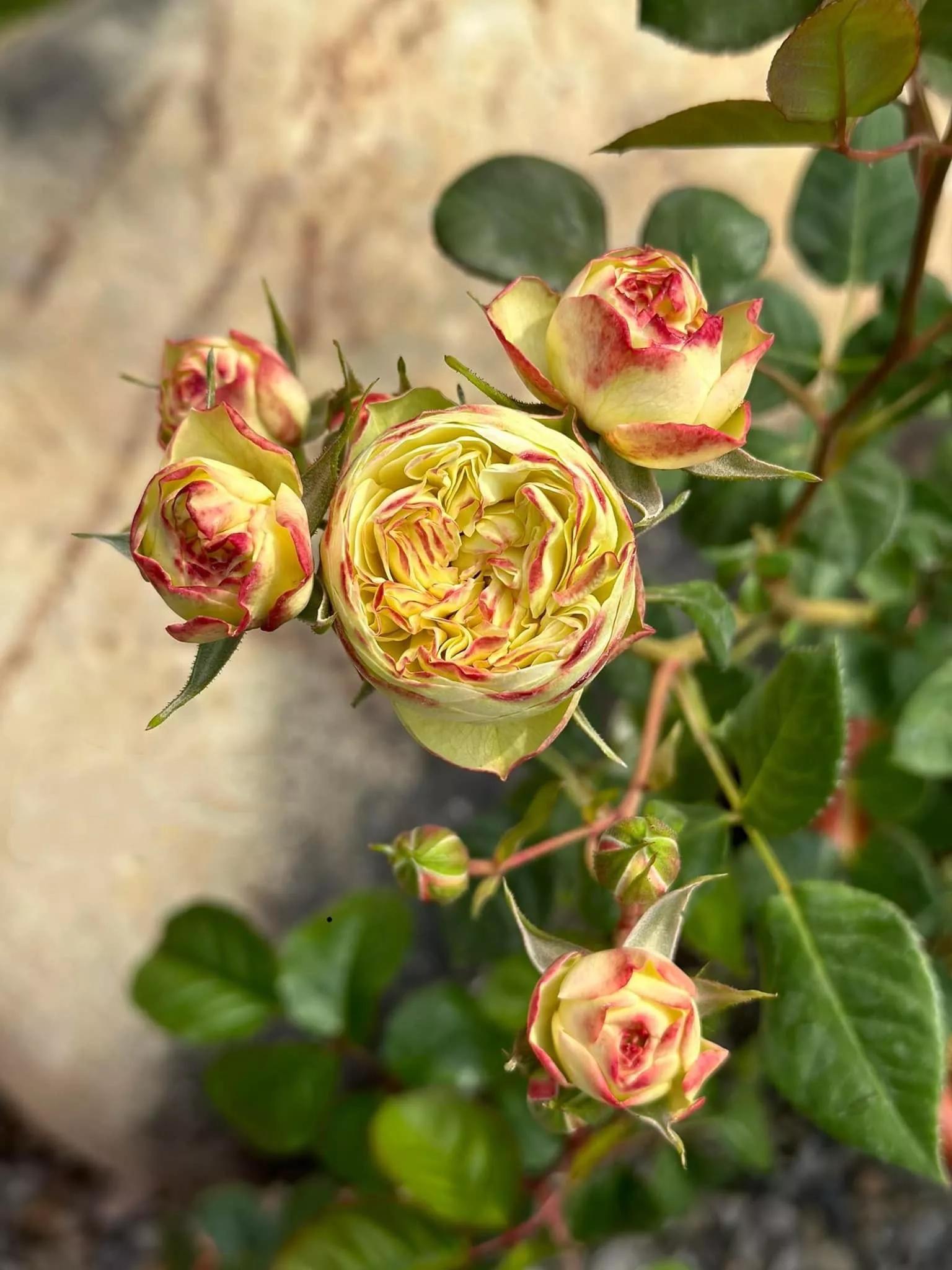 夏花开得最标准的月季花品种,月季色彩艳丽千姿百态