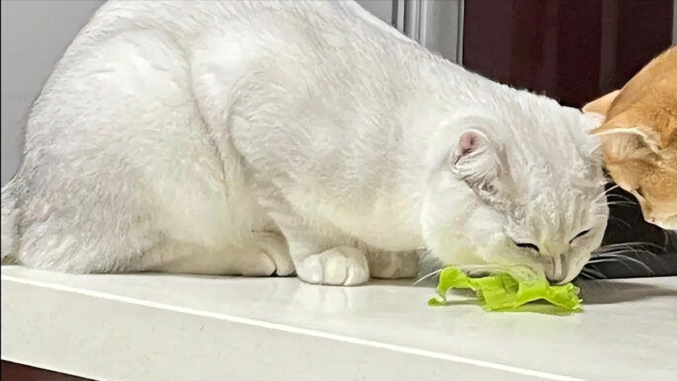 两个多月银渐层有泪痕正常吗,银渐层有耳螨泪痕严重怎么办