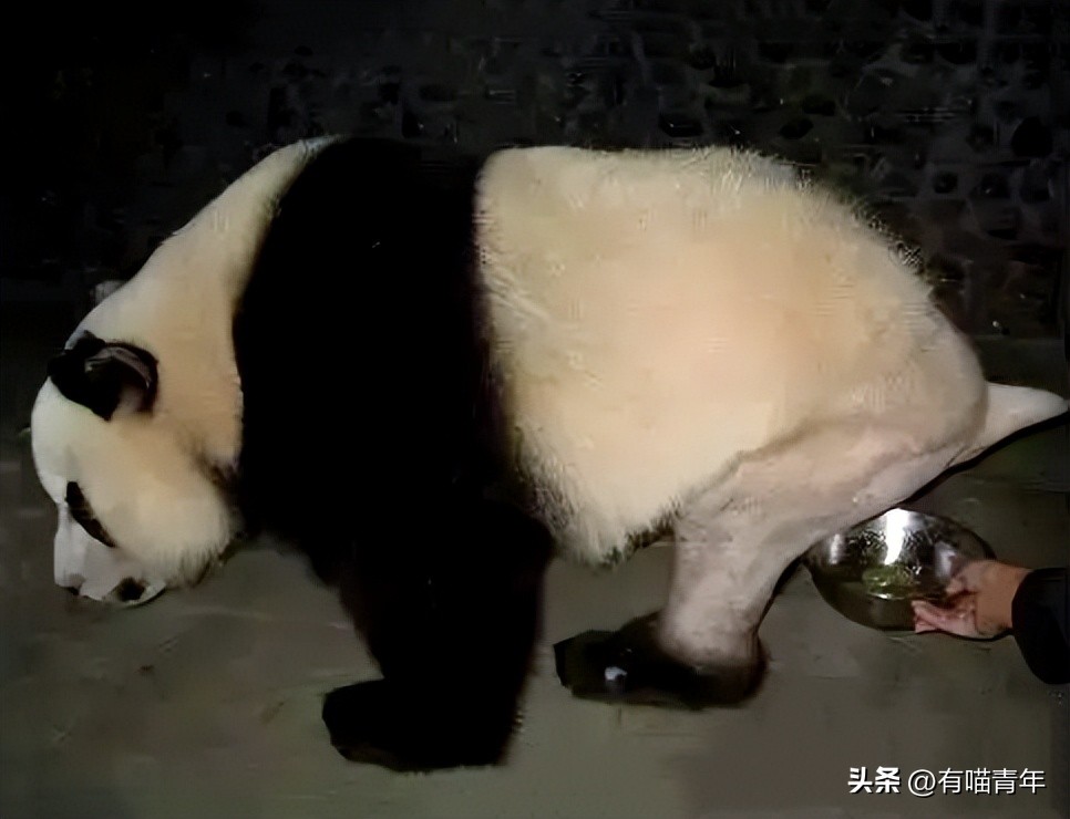 盘点网红大熊猫搞笑场面,大熊猫一摔成名