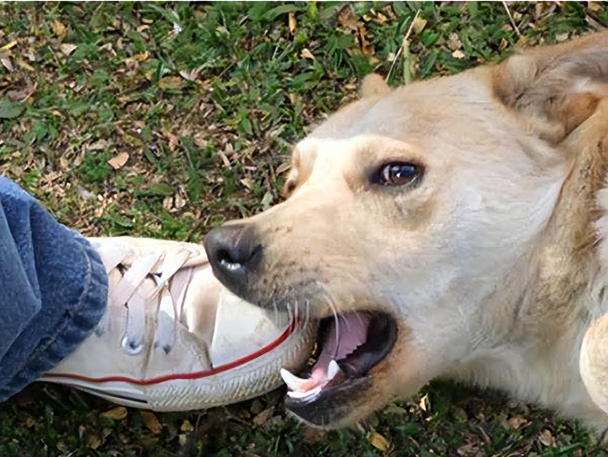 男子逗狗反被咬掉一只鞋,故意逗狗被咬狗主人承担责任么