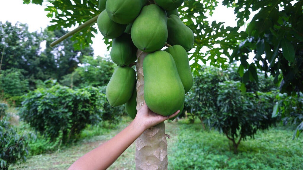 保护心脏的最好水果都有哪些,心脏供血不足可以吃什么水果