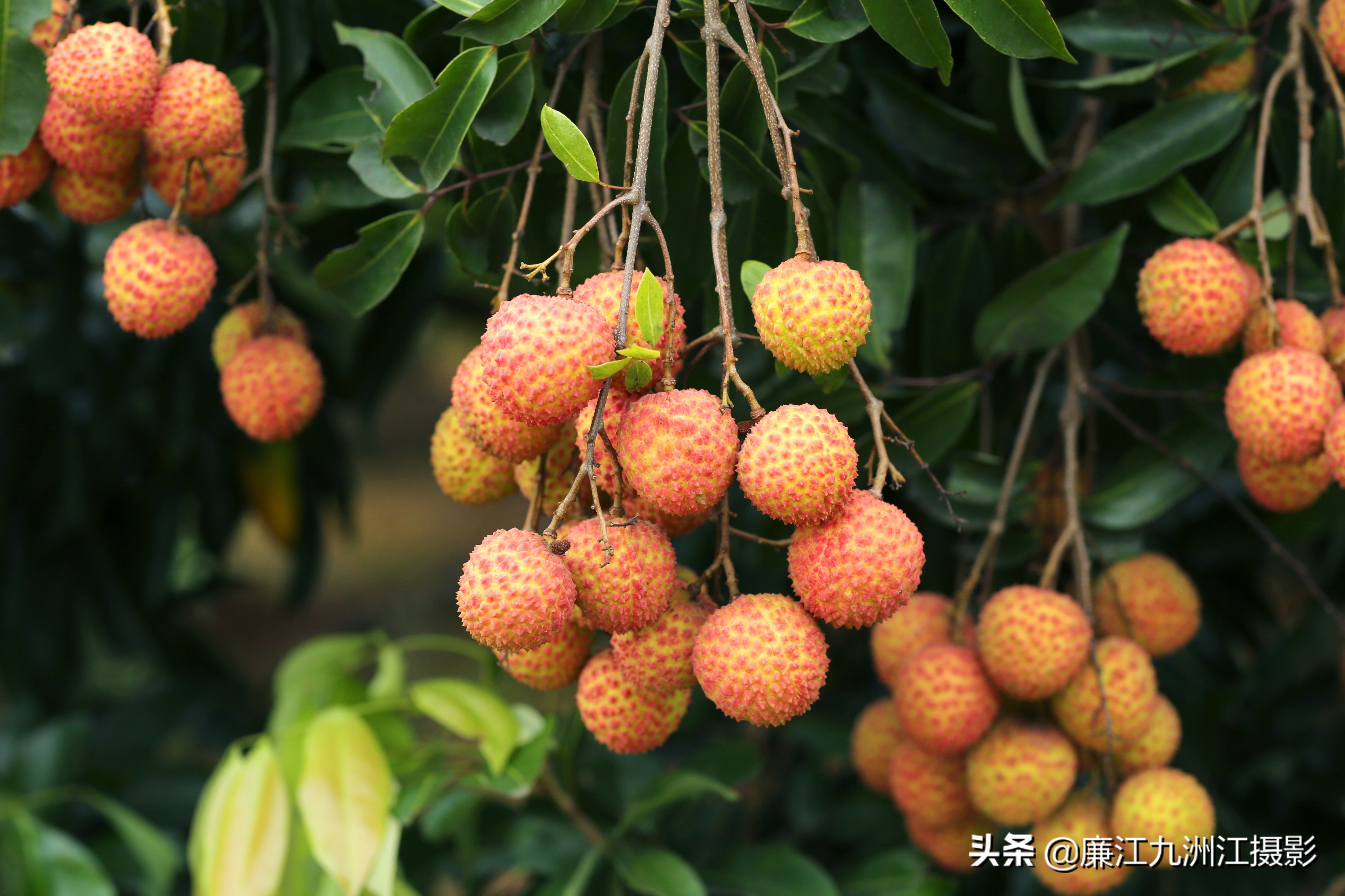 廉江吉水绿之源合作社,廉江市绿之渌分拣中心